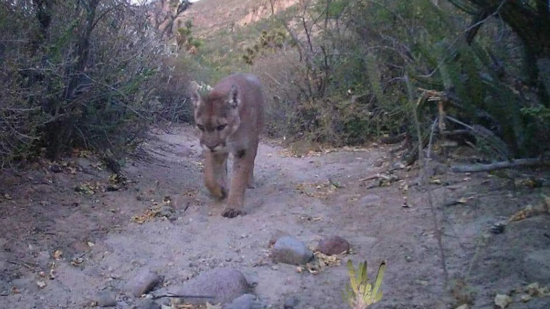 Puma en San Francisco